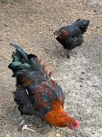 Marans koppel, Dieren en Toebehoren, Pluimvee, Meerdere dieren, Kip