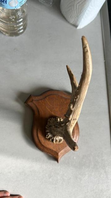 Petit trophée de chasse – bois de chevreuil beschikbaar voor biedingen