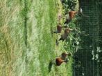 Grijskop ganzen 2025, Dieren en Toebehoren, Pluimvee, Meerdere dieren, Gans of Zwaan