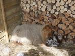 houtlands schaap ooi + lam, Mouton, Femelle, 0 à 2 ans