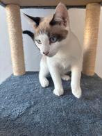 Lief wit kater van 5. maanden zoekt warme thuis!!!!!!!!!!!!!, Dieren en Toebehoren, Katten en Kittens | Raskatten | Korthaar, Kater