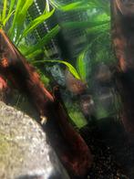 Koppeltje Molly’s, Dieren en Toebehoren, Vis, Zoetwatervis, Schoolvis