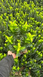 Euonymus Green spire buxusvervanger haagplanten, Tuin en Terras, Planten | Struiken en Hagen, Ophalen of Verzenden