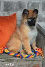 Prachtig kruising Herder pupje, Dieren en Toebehoren, Parvo, België, 8 tot 15 weken, Groot