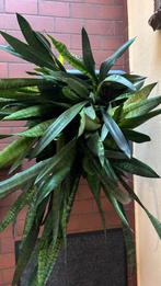 Sansevieria trifasciata — plante complète 80 cm, Plante succulente, En pot, Moins de 100 cm, Enlèvement