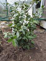 Rabarber plant en pot. 5€, Ophalen