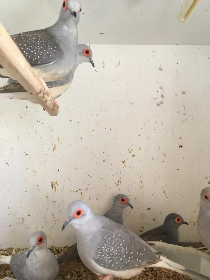 Laatste kans: 4 DIAMANTDUIFJES VOOR 25 EURO, Dieren en Toebehoren, Vogels | Overige Vogels, Tropenvogel, Meerdere dieren