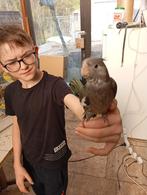 Jonge valkparkiet, Dieren en Toebehoren, Vogels | Parkieten en Papegaaien