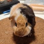 US Teddy beer creme zwart wit  (lilac drager), Animaux & Accessoires, Rongeurs, Mâle, Domestique, Janvier, Cobaye