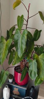 Philodendron Red Emerald, Enlèvement