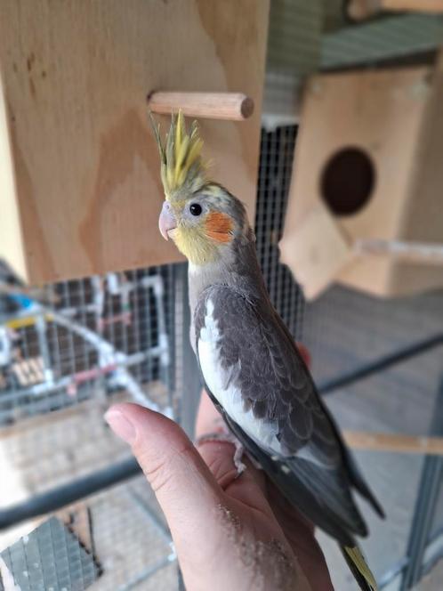 Valkparkieten te koop, Dieren en Toebehoren, Vogels | Parkieten en Papegaaien, Tam, Geringd