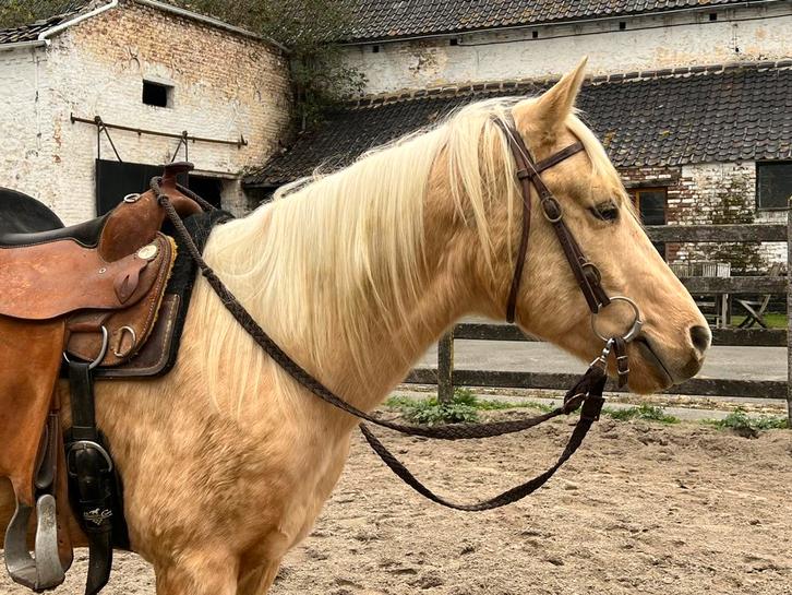 4-jarige werkwillige Quarter, Animaux & Accessoires, Chevaux, Étalon, Débourré, Moins de 160 cm, 3 à 6 ans, Cheval western, Avec pedigree