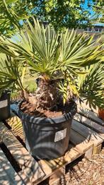 Blauwe dadelpalm - trithrinax Campestris, Ophalen
