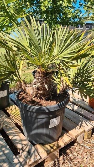 Blauwe dadelpalm - trithrinax Campestris  beschikbaar voor biedingen