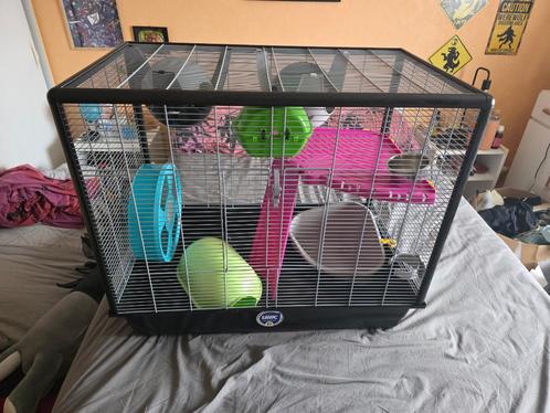Cage rats / rongeurs, Dieren en Toebehoren, Overige Dieren-accessoires, Gebruikt, Ophalen