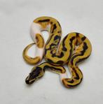 Enchi Leopard Pied man, Dieren en Toebehoren, Slang, Tam, 3 tot 6 jaar