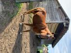 A pony, Gechipt, 11 jaar of ouder, Merrie, Dressuurpony