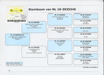 Rechtstreekse  walter van der meulen duivin beschikbaar voor biedingen