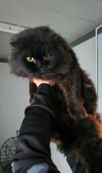 Chocolate Britse Langhaar Kater, Dieren en Toebehoren, Kater, Gechipt, 3 tot 5 jaar