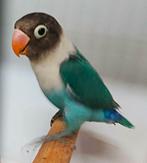 Personata man met DNA attest, Mannelijk, Dwergpapegaai of Agapornis, Geringd