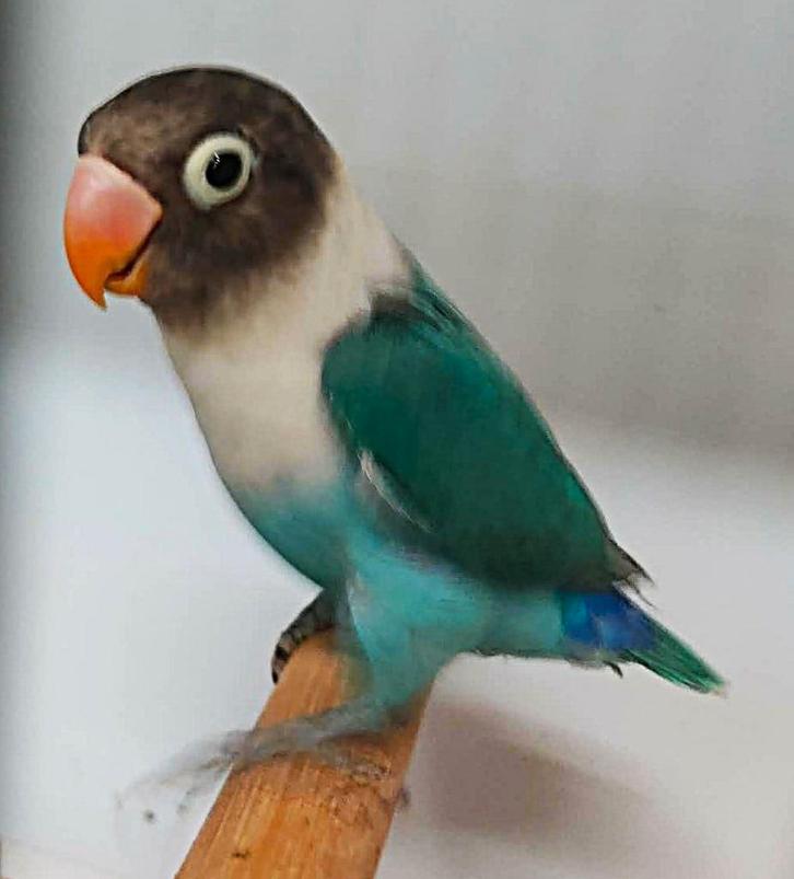 Personata man met DNA attest, Dieren en Toebehoren, Vogels | Parkieten en Papegaaien, Dwergpapegaai of Agapornis, Mannelijk, Geringd