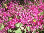 Phlox subulata rosea, Jardin & Terrasse, Plantes | Jardin, Plein soleil, Enlèvement, Couvre-sol, Été
