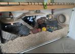 Hamsterhok + accessoires, Dieren en Toebehoren, Ophalen of Verzenden, Gebruikt, Knaagmateriaal