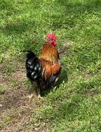 Hannen, Dieren en Toebehoren, Pluimvee, Kip