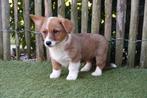 Prachtige welsh corgi cardigan pups, Dieren en Toebehoren, België, Overige rassen, CDV (hondenziekte), 8 tot 15 weken