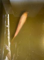 Koi van 21 cm, Karper of Koi