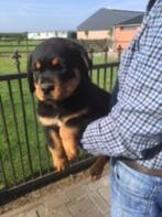 rottweiler pups teefjes  met ouders te zien, Dieren en Toebehoren, Honden | Bulldogs, Pinschers en Molossers, België, CDV (hondenziekte)