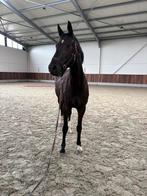 3YO merrie Balou du Reventon x Diamant, Dieren en Toebehoren, Paarden, Merrie, Springpaard, 3 tot 6 jaar, 160 tot 165 cm