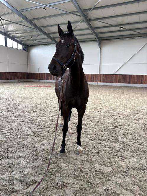 3YO merrie Balou du Reventon x Diamant, Dieren en Toebehoren, Paarden, Merrie, Onbeleerd, 160 tot 165 cm, 3 tot 6 jaar, Springpaard