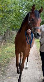 Arabisch volbloed hengstje, Animaux & Accessoires, Poneys, Étalon, Non dressé, 0 à 2 ans
