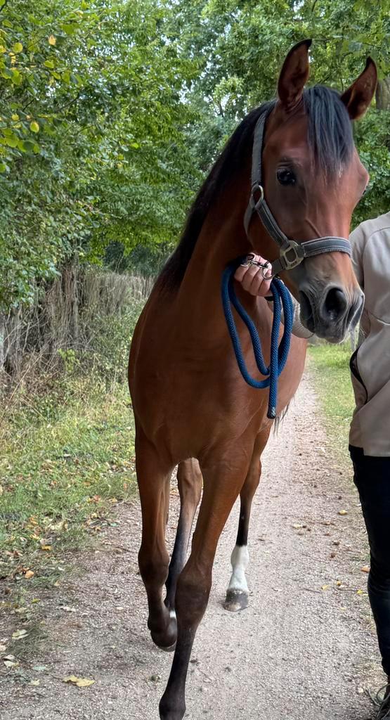 Arabisch volbloed hengstje, Animaux & Accessoires, Poneys, Étalon, Non dressé, 0 à 2 ans