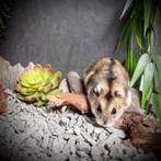 Tamme Russische Dwerghamsters (12 weken), Dieren en Toebehoren, Knaagdieren, Meerdere dieren, Hamster, Tam