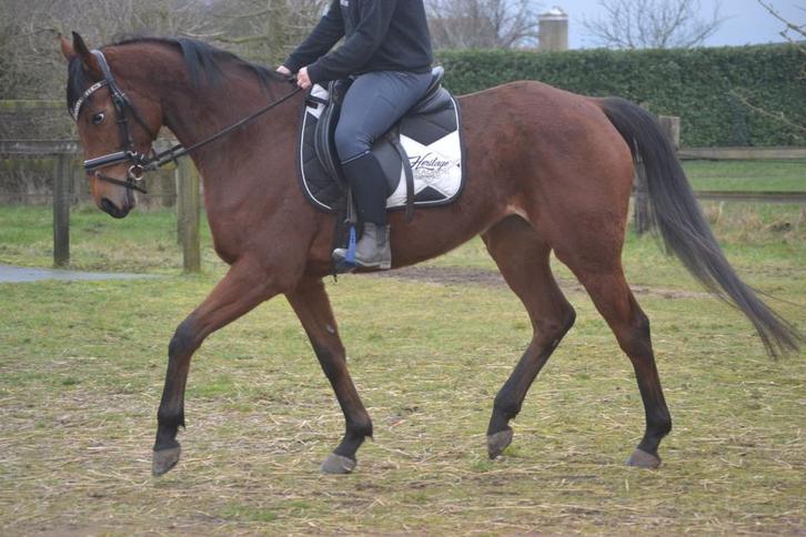 Super brave makkelijke merrie, Animaux & Accessoires, Chevaux, Jument