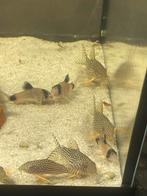 Corydoras sterbaí