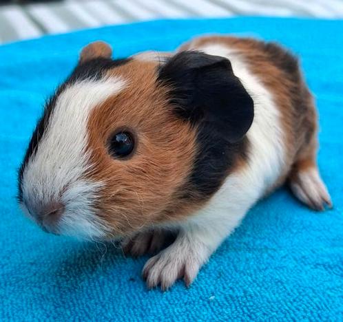 Teddy zeugje van 2 Juli 2025, Dieren en Toebehoren, Knaagdieren