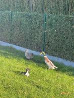 Koppel loopeenden, Dieren en Toebehoren, Meerdere dieren, Eend