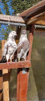 Couple pigeons protecteur  iraniens, Dieren en Toebehoren, Vogels | Duiven