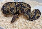 0.1 ghi enchi clown koningspython python regius, Dieren en Toebehoren