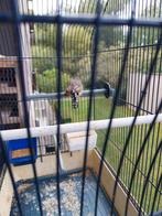 Mooie vogel mannelijke, Dieren en Toebehoren, Ophalen