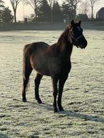 Knappe d-pony merrie bijna 3 jaar (haflinger x kwpn), Onbeleerd, Merrie, 0 tot 2 jaar, Gechipt