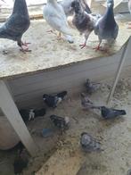 Toy en strill stencel postduiven vliegduiven, Dieren en Toebehoren
