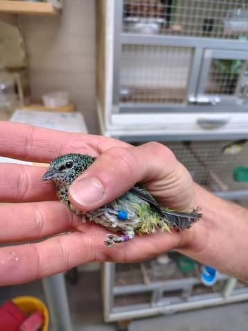 Druppeltangara man tangara punctata  beschikbaar voor biedingen