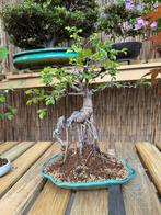 Bonsai Ulmus Parvifolia, Tuin en Terras, Ophalen