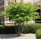 2 x Parrotia Persica , Solitair/meestammig 250/300, Tuin en Terras, Ophalen, 250 tot 400 cm