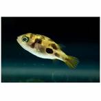 5 dwerg kogels (zoetwater) + 10vuurtetra +  en garnalen, Dieren en Toebehoren