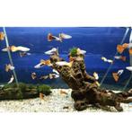 Veel jonge guppies te koop, ook black mollies en kreeftjes., Vis, Zoetwatervis